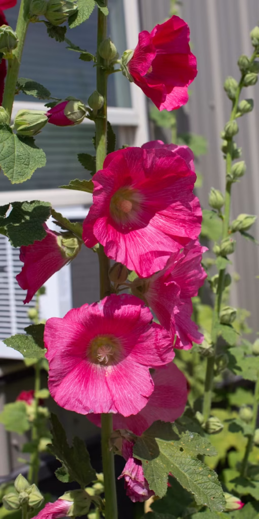 collecting hollyhock seeds