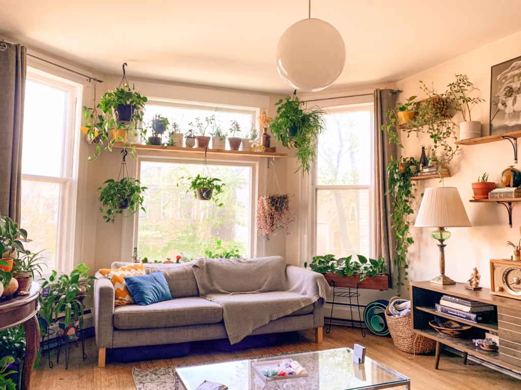 Plants for Home Decor